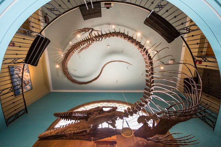 mosasaurus museum